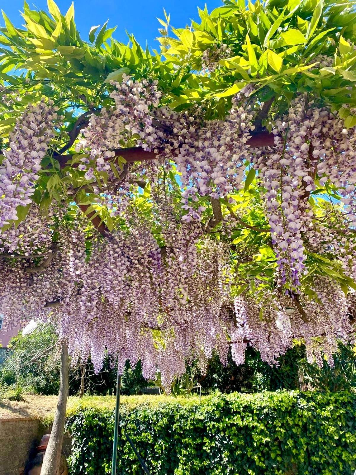 Villa Tana Pacenzia Cefalù Eksteriør billede